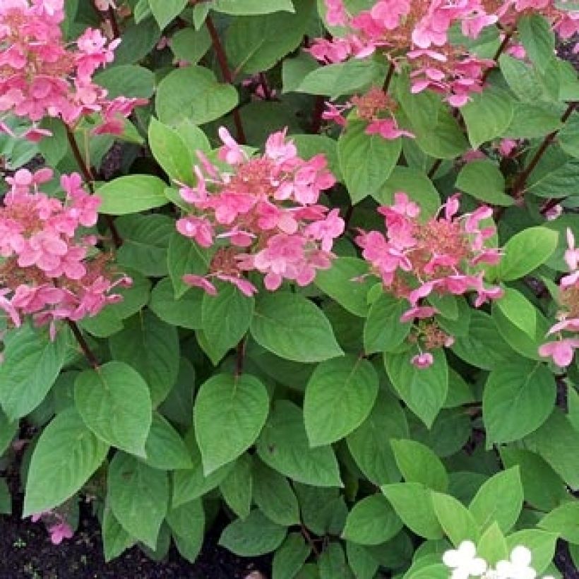 Hortensia - Hydrangea paniculata Pink Diamond (Foliage)