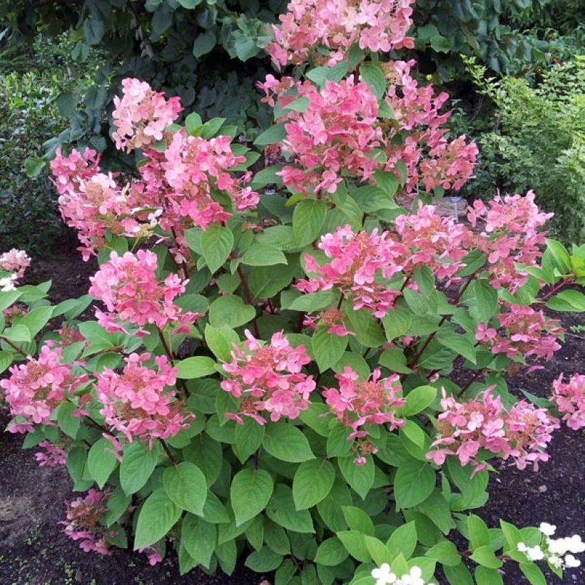 Hortensia - Hydrangea paniculata Pink Diamond (Plant habit)