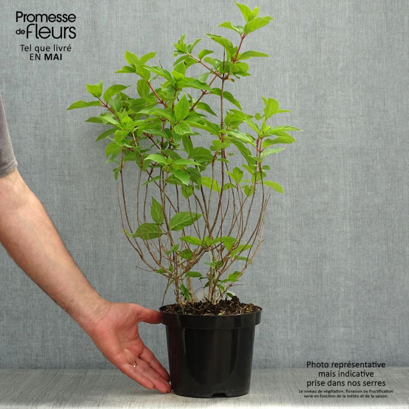 Example of Hydrangea paniculata Polar Bear - Hortensia paniculé Pot de 2L/3L as you get in printemps