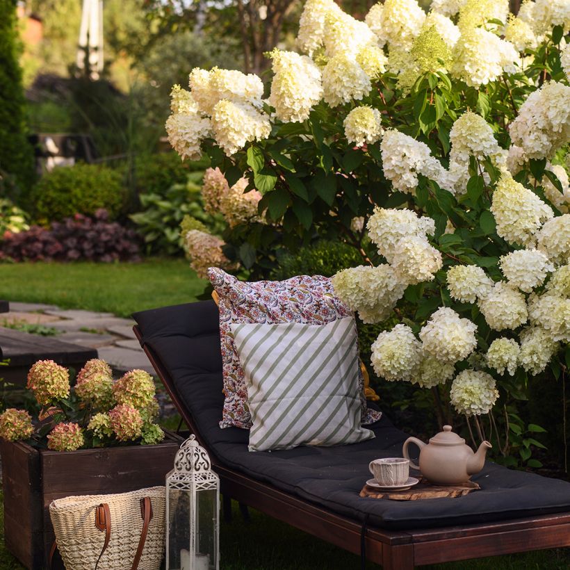 Hydrangea paniculata Polar Bear - Hortensia paniculé (Plant habit)