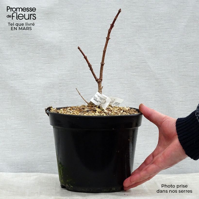 Example of Hydrangea paniculata Polestar - Hortensia paniculé Pot de 3L/4L as you get in printemps