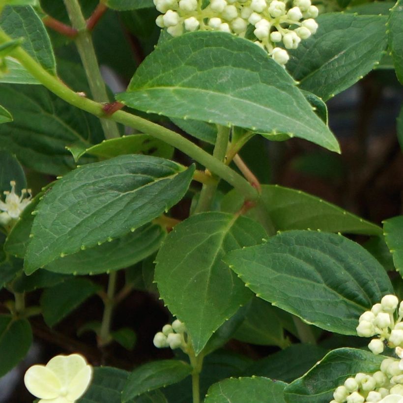 Hydrangea paniculata Prim White - Hortensia paniculé (Foliage)