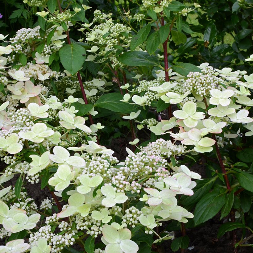 Hydrangea paniculata Prim’Red - Hortensia paniculé (Flowering)