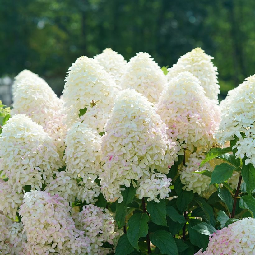 Hydrangea paniculata Quick Fire Fab - Hortensia paniculé (Flowering)
