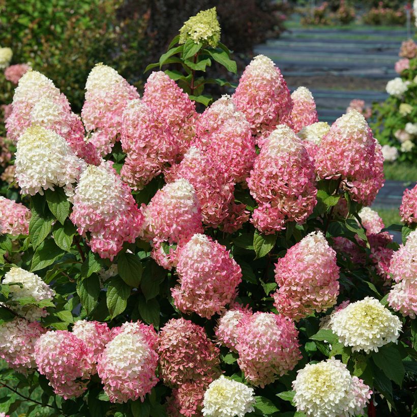 Hydrangea paniculata Quick Fire Fab - Hortensia paniculé (Plant habit)