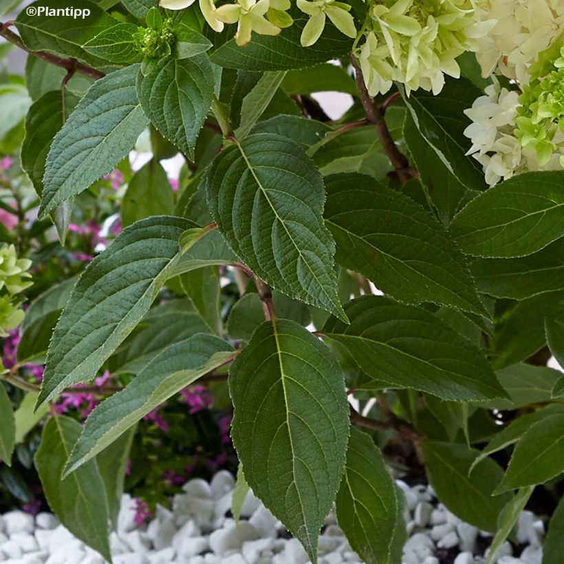 Hydrangea paniculata Skyfall - Hortensia paniculé (Foliage)
