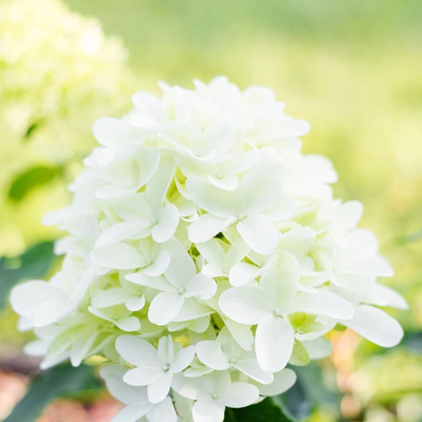 Hydrangea paniculata Skyfall - Hortensia paniculé (Flowering)