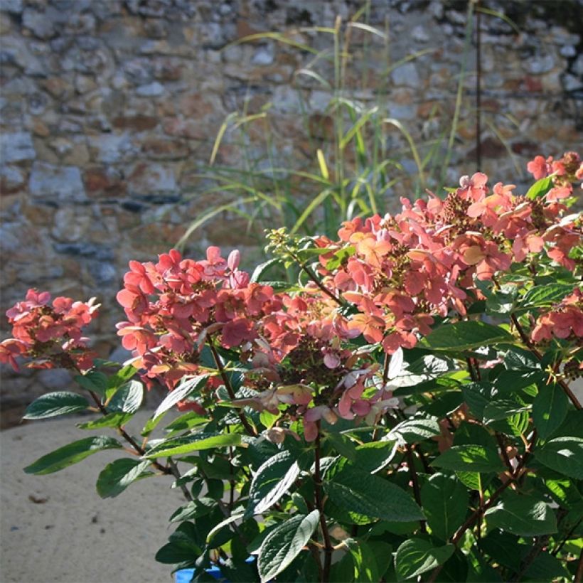 Hydrangea paniculata Sparkling - Hortensia paniculé (Plant habit)