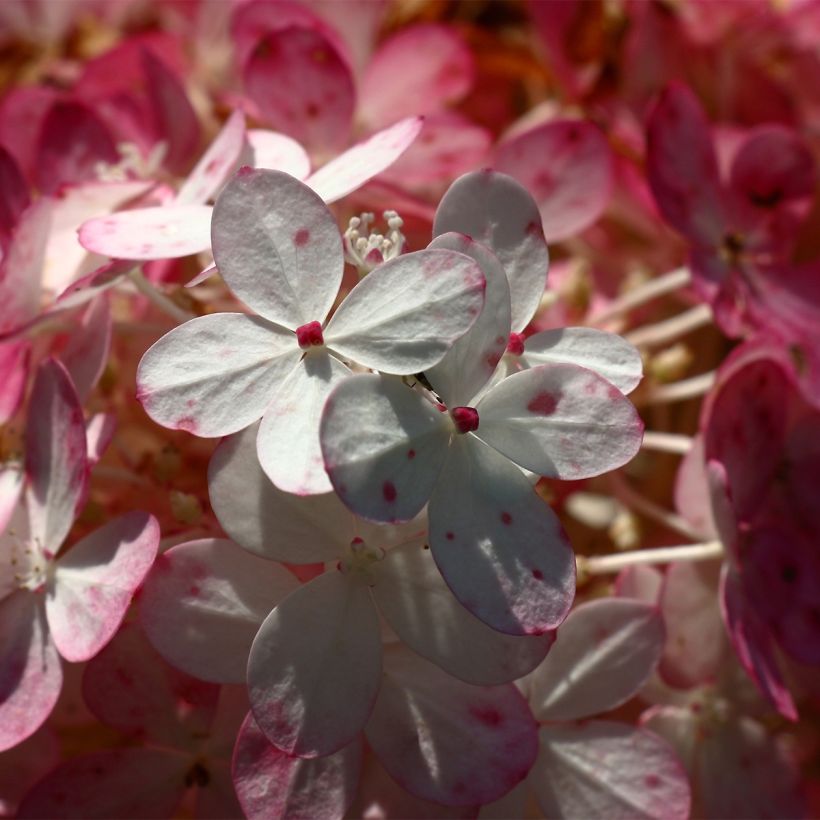 Hydrangea paniculata Sparkling - Hortensia paniculé (Flowering)