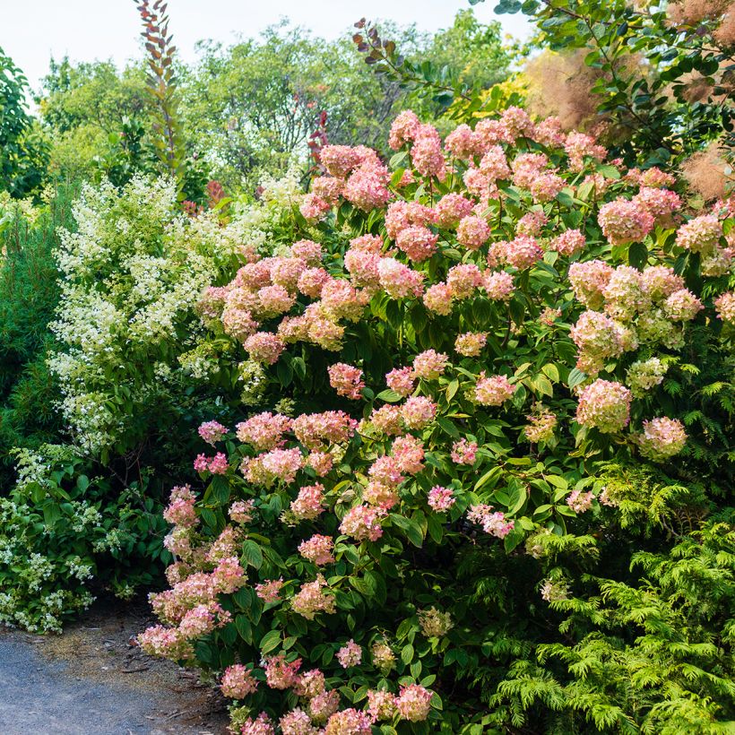 Hydrangea paniculata Sundae Fraise - Hortensia paniculé rose (Plant habit)
