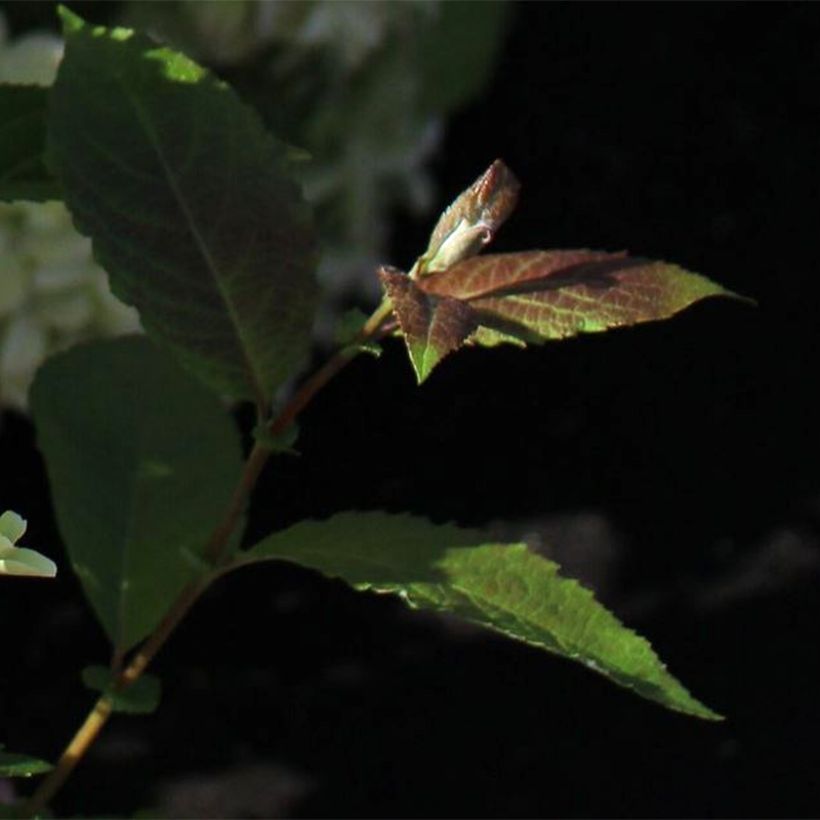 Hydrangea paniculata White Light - Hortensia paniculé (Foliage)