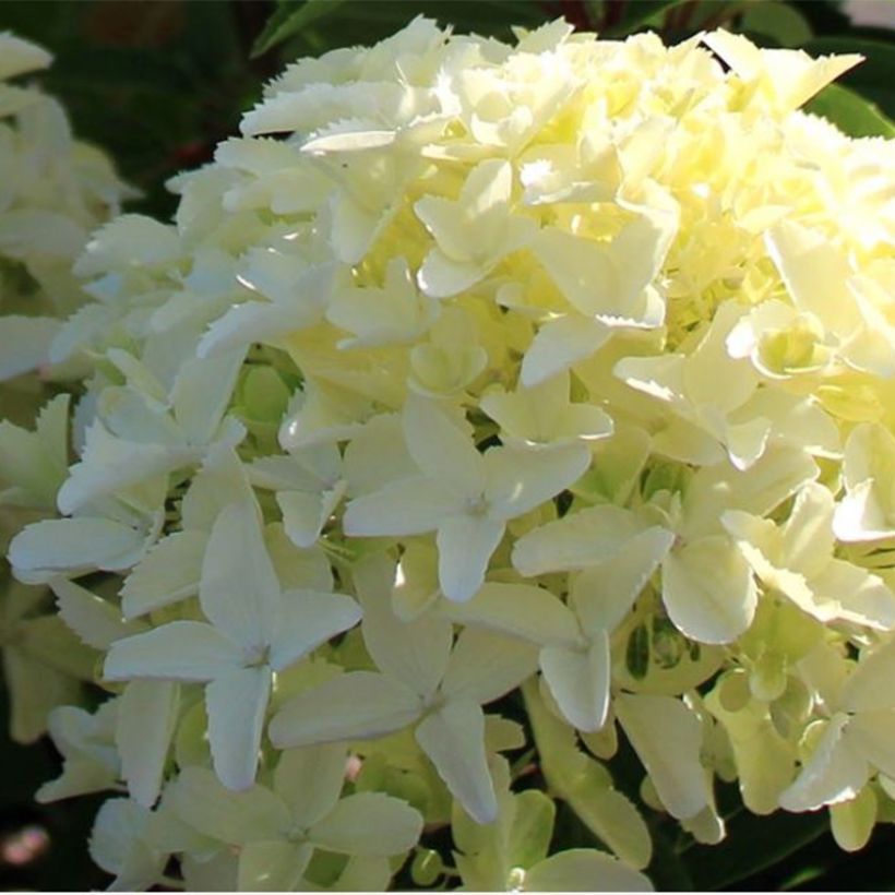 Hydrangea paniculata White Light - Hortensia paniculé (Flowering)