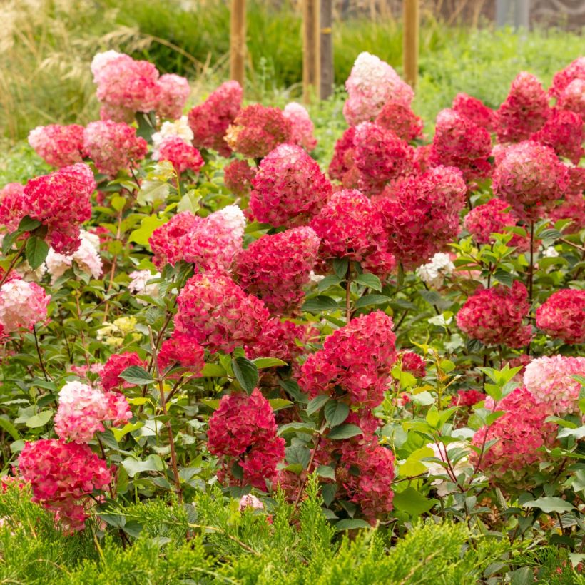 Hydrangea paniculata Wim's Red - Hortensia paniculé (Port)