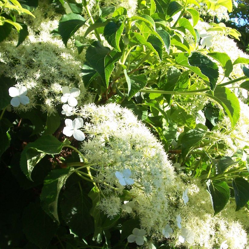 Hydrangea petiolaris Flying Saucer - Hortensia grimpant (Flowering)