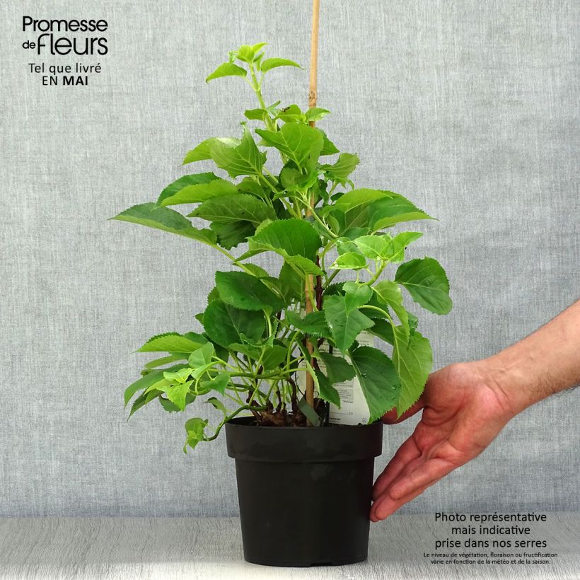 Example of Hydrangea petiolaris Flying Saucer - Hortensia grimpant Pot de 2L/3L as you get in printemps
