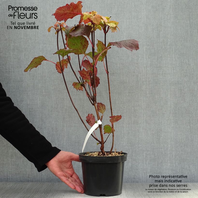 Spécimen de Hydrangea quercifolia Alice - Hortensia à feuilles de chêne Pot de 2L/3L tel que livré en automne