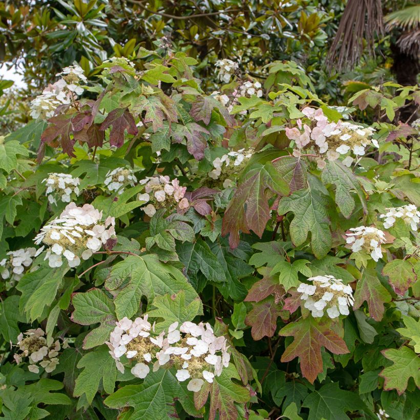 Hydrangea quercifolia Alice - Hortensia à feuilles de chêne (Plant habit)