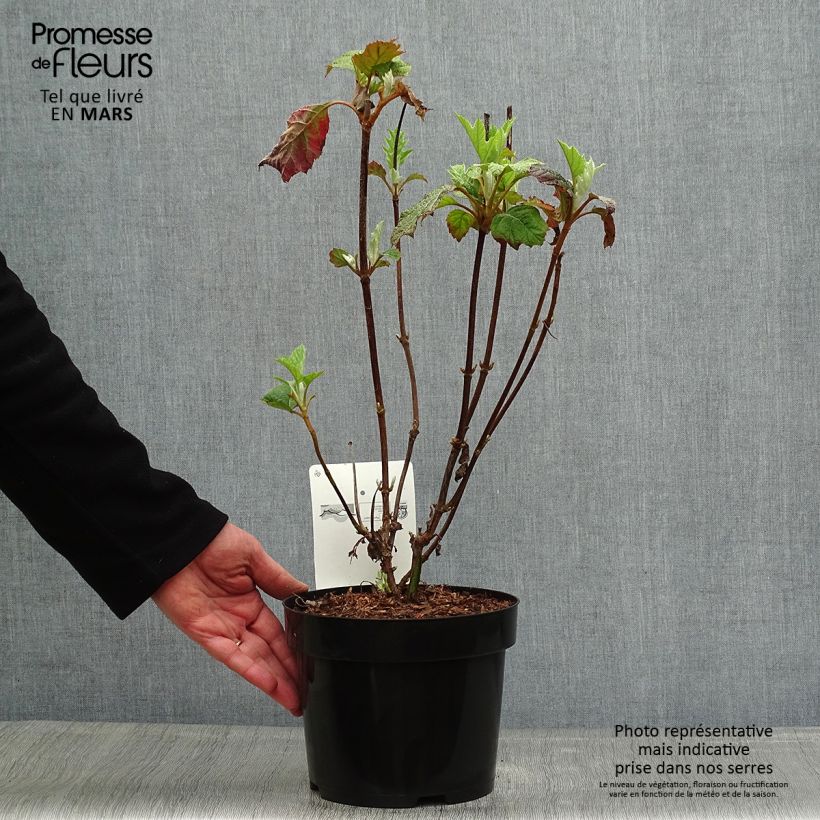 Example of Hydrangea quercifolia Burgundy - Hortensia à feuilles de chêne Pot de 2L/3L as you get in printemps