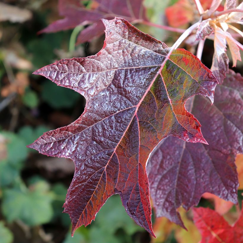 Hydrangea quercifolia Burgundy - Hortensia à feuilles de chêne (Foliage)
