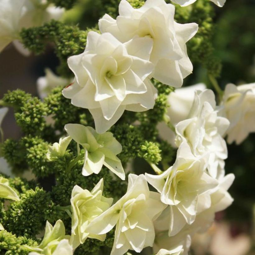 Hydrangea quercifolia Gatsby Star - Hortensia à feuilles de chêne (Flowering)