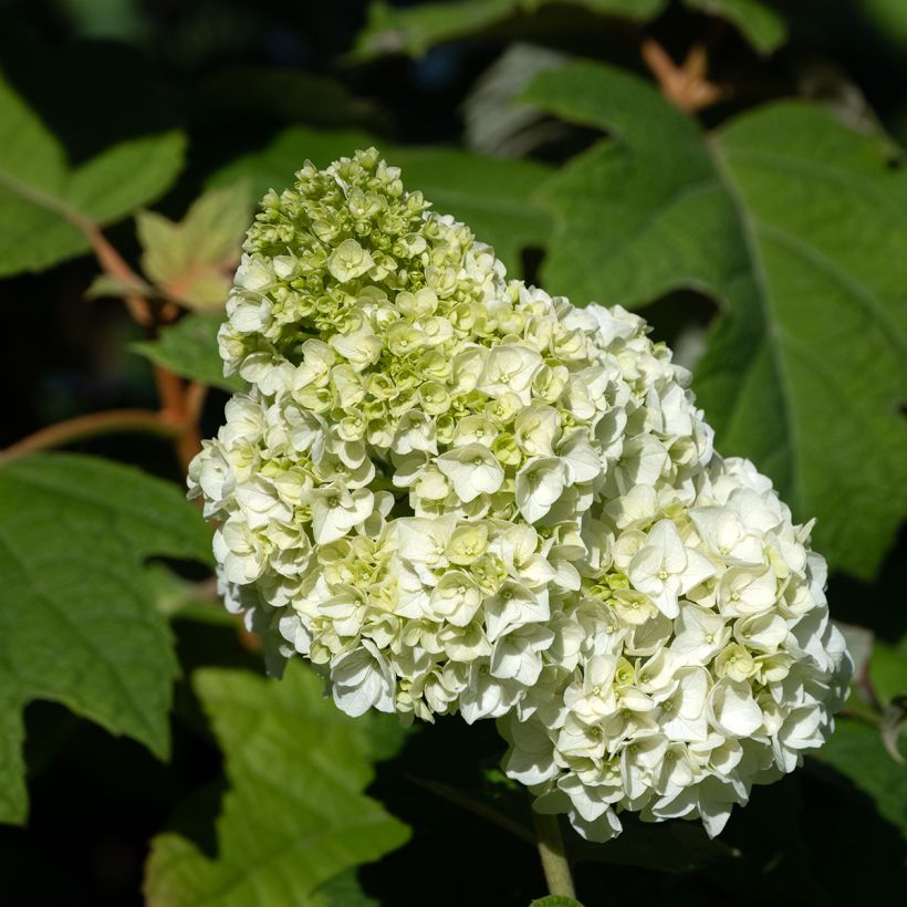 Hydrangea quercifolia Harmony - Hortensia à feuilles de chêne (Flowering)