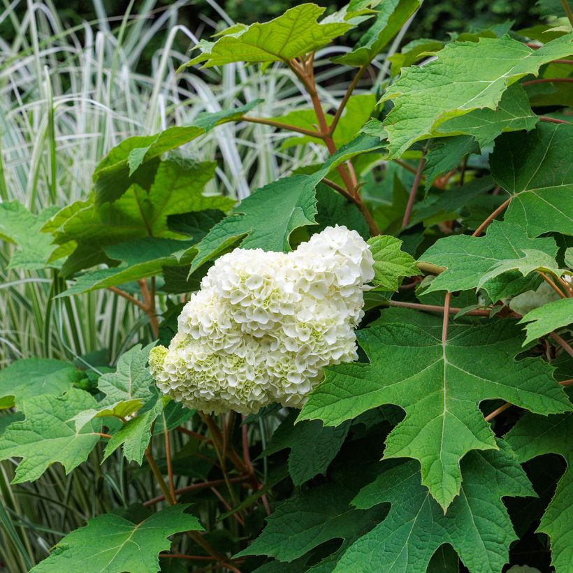 Hydrangea quercifolia Harmony - Hortensia à feuilles de chêne (Plant habit)