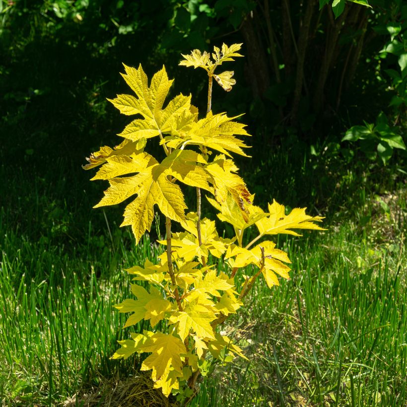 Hydrangea quercifolia Little Honey - Hortensia à feuilles de chêne (Plant habit)