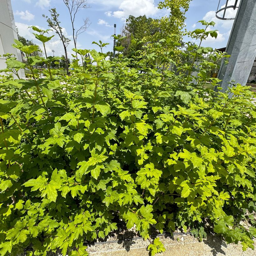 Hydrangea quercifolia Ruby Slippers - Hortensia à feuilles de chêne (Plant habit)
