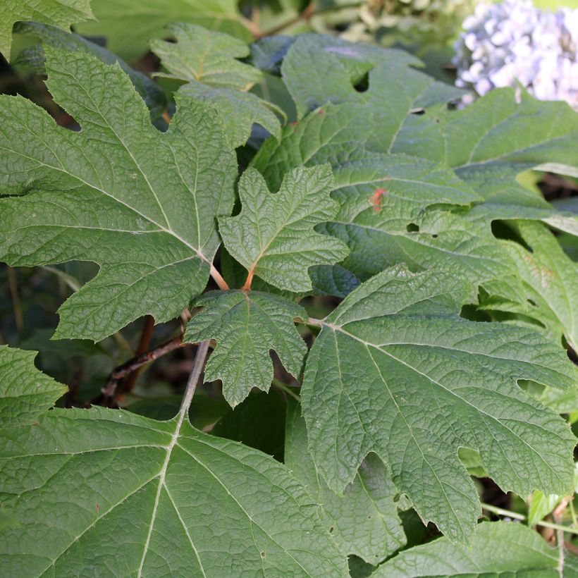 Hydrangea quercifolia Snow Queen - Hortensia à feuilles de chêne (Foliage)