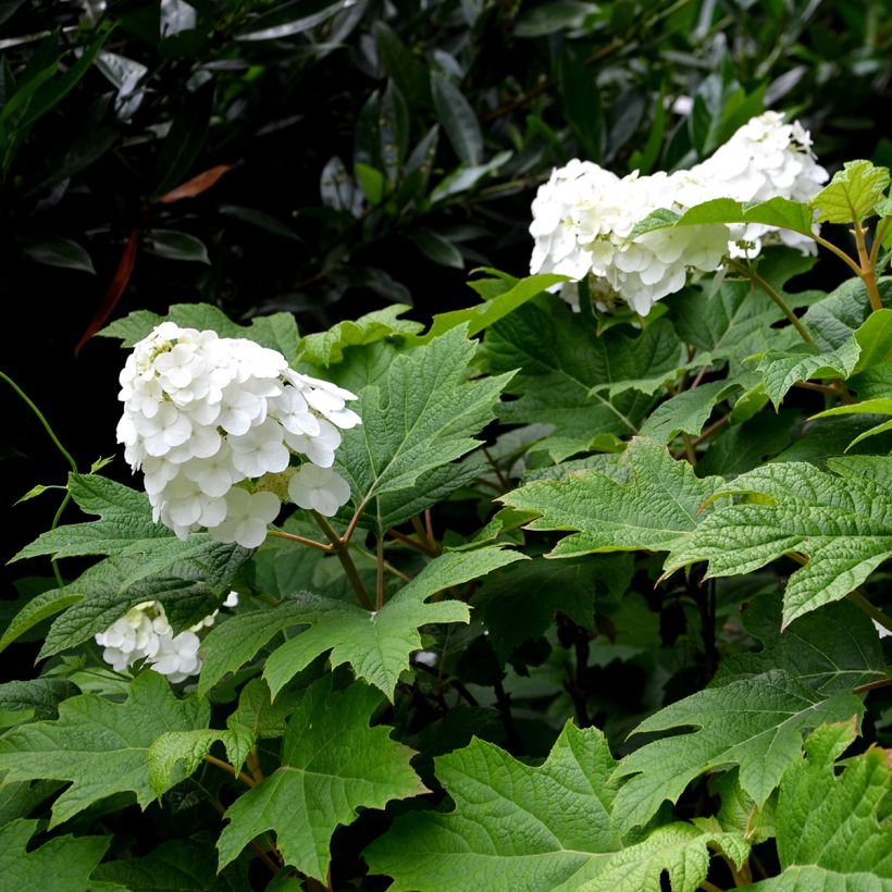 Hydrangea quercifolia Snow Queen - Hortensia à feuilles de chêne (Flowering)