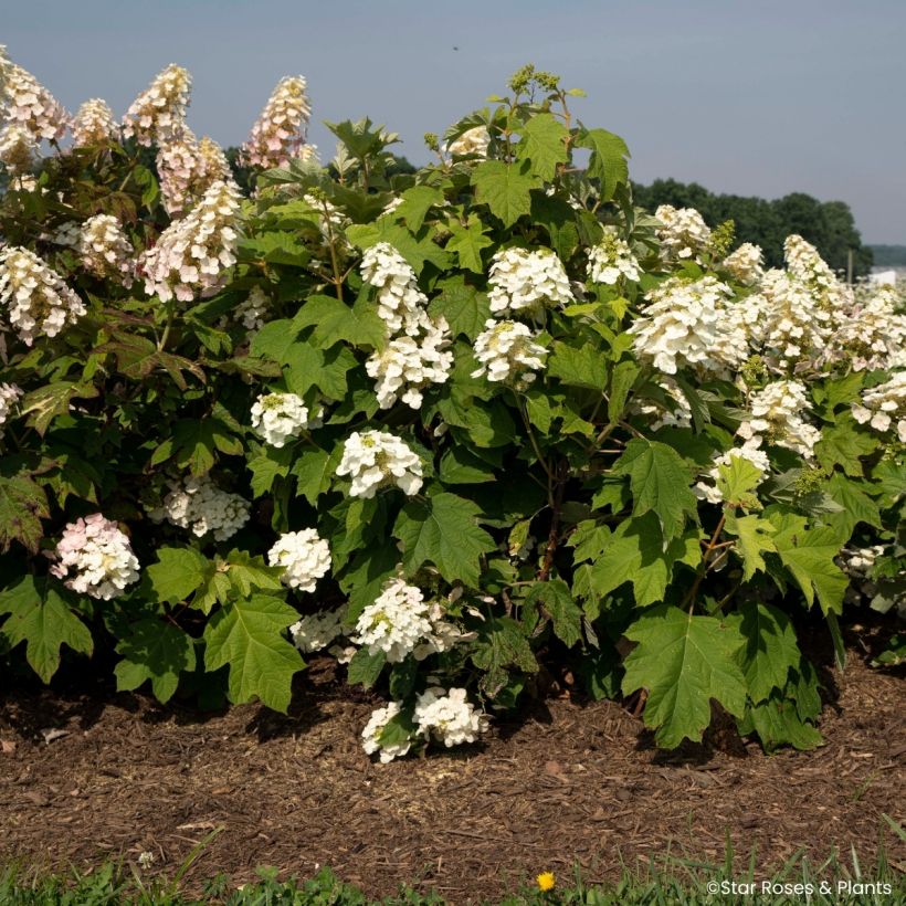 Hydrangea quercifolia Yeti - Hortensia à feuilles de chêne (Plant habit)