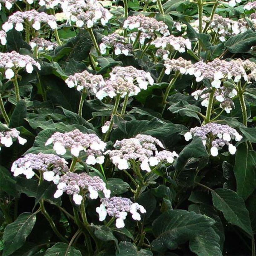 Hortensia - Hydrangea aspera Sargentiana (Flowering)