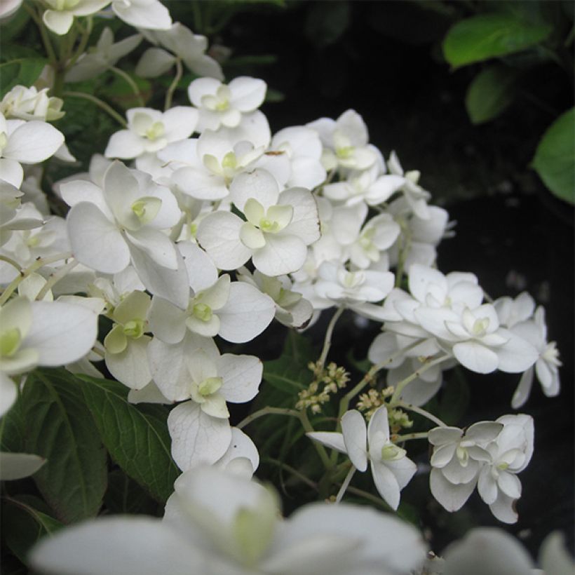Hortensia - Hydrangea serrata Hakucho (Flowering)