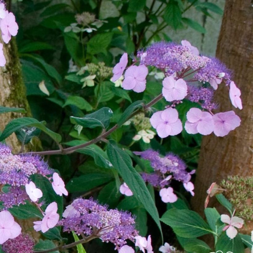 Hortensia - Hydrangea serrata Oamacha (Flowering)