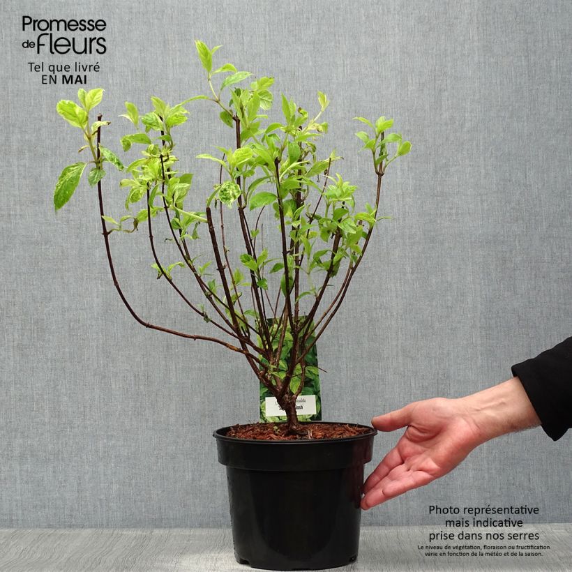 Example of Hydrangea paniculata Shikoku Flash - Hortensia paniculé Pot de 3L/4L as you get in printemps