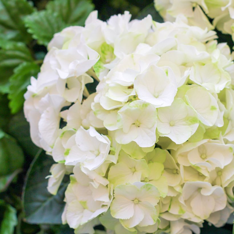 Hortensia - Hydrangea macrophylla Bright White (Flowering)