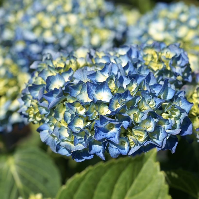 Hortensia - Hydrangea macrophylla Renate Steiniger (Flowering)