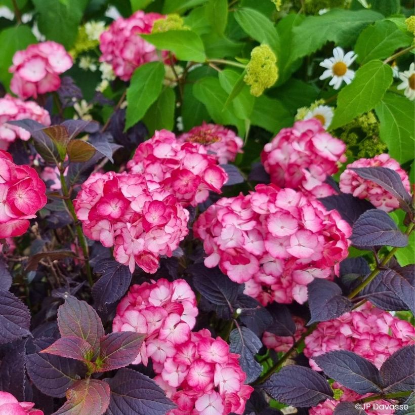 Hortensia - Hydrangea macrophylla x serrata Black Velvet Darbi (Port)