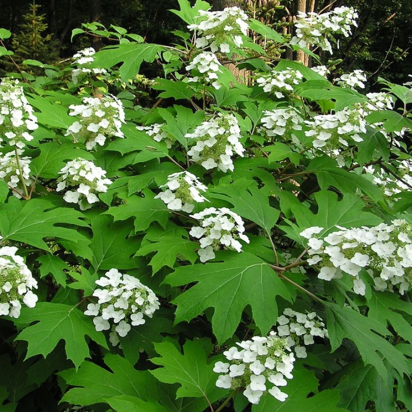 Hydrangea quercifolia - Hortensia à feuilles de chêne (Plant habit)