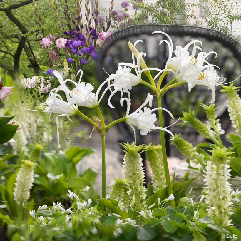 Ismène festalis Zwanenburg - Lis araignée (Port)