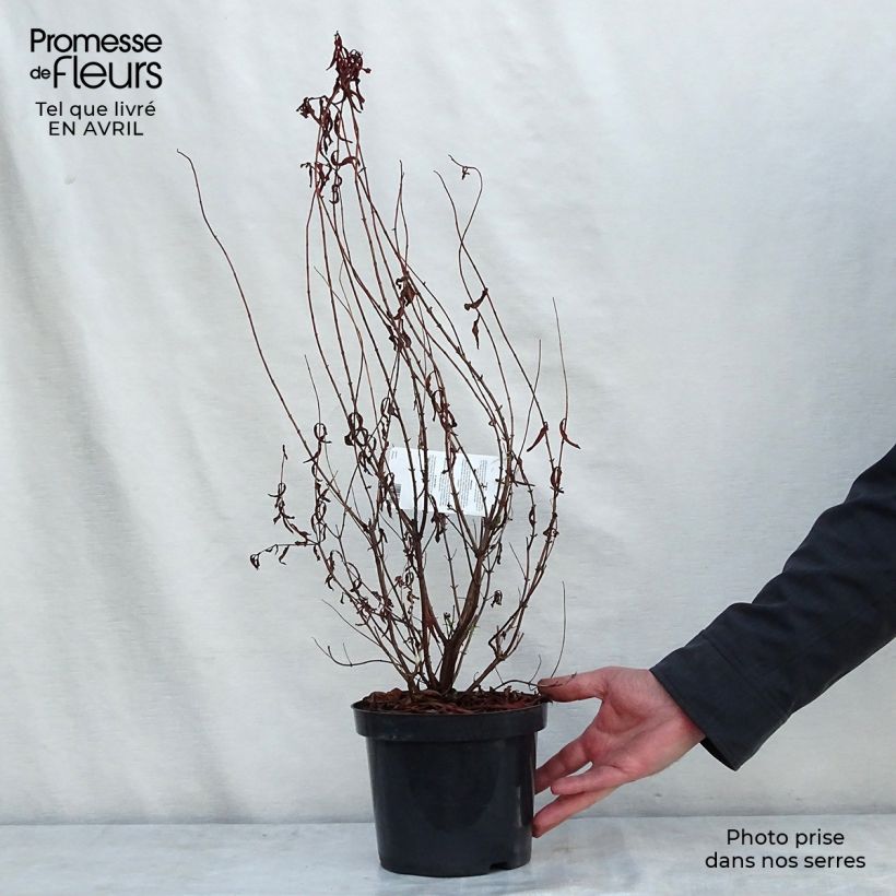 Example of Hypericum - Millepertuis Hidcote Pot de 2L/3L as you get in printemps