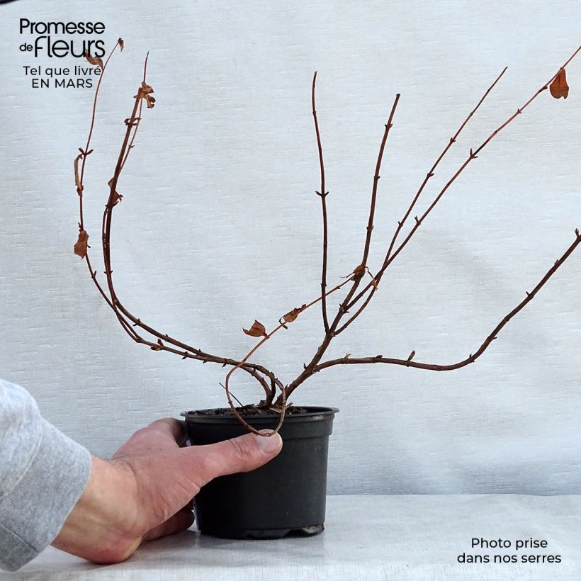 Example of Hypericum - Millepertuis Hidcote Godet de 8/9 cm as you get in printemps