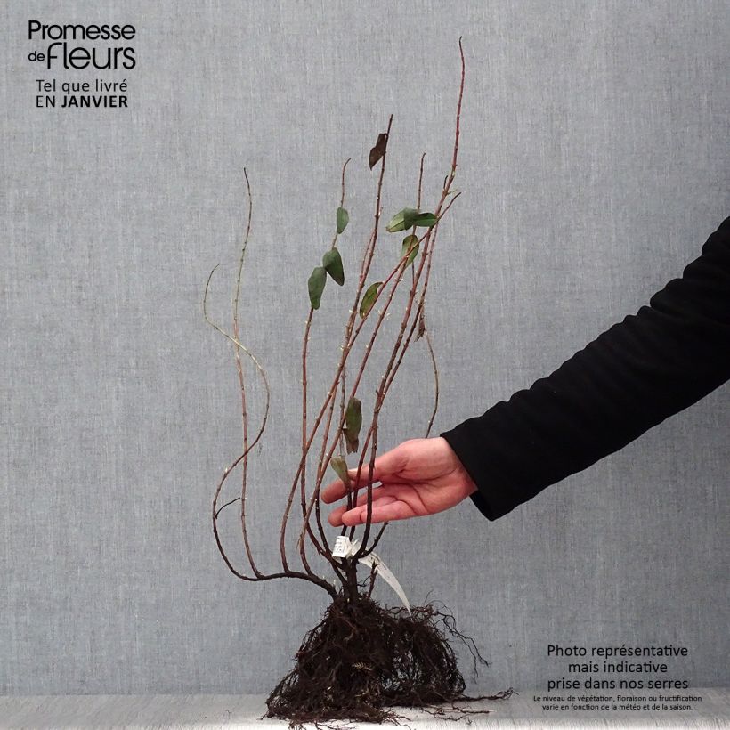 Example of Hypericum - Millepertuis Hidcote Racines nues as you get in hiver