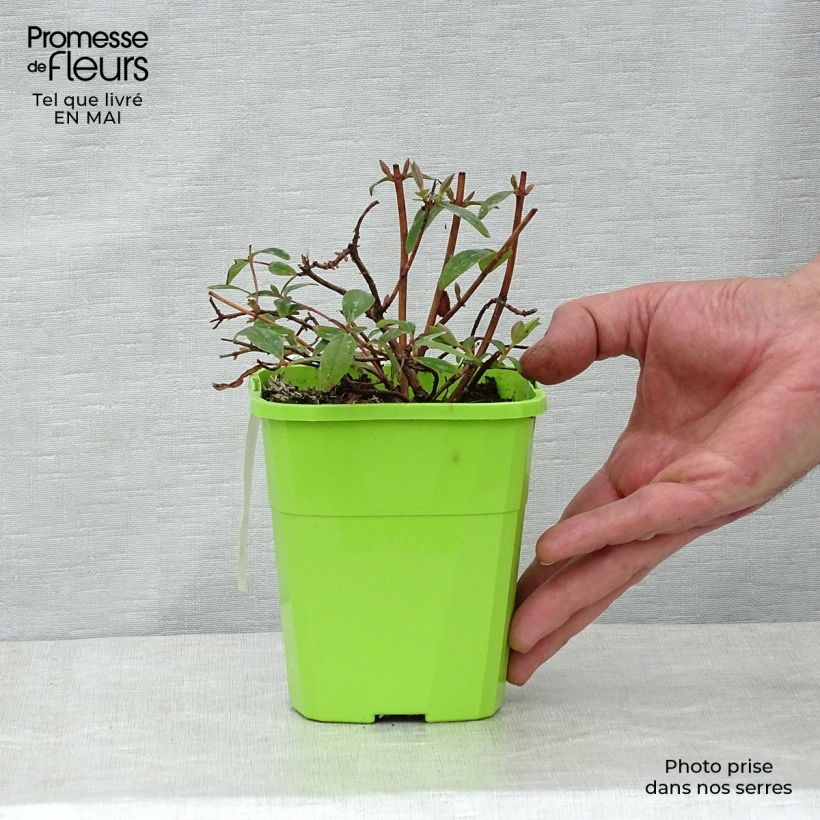 Spécimen de Hypericum Radiance - Millepertuis hybride panaché Pot de 1L/1,5L tel que livré au printemps