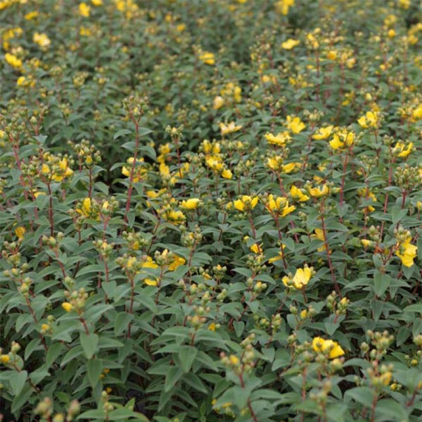 Hypericum - Millepertuis Hidcote (Foliage)