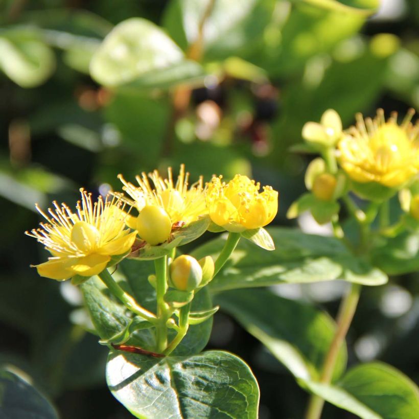 Hypericum inodorum Magical Sunshine - Millepertuis  (Floraison)