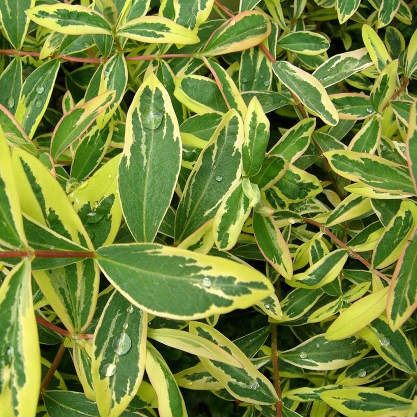 Millepertuis - Hypericum calycinum Carnival (Foliage)