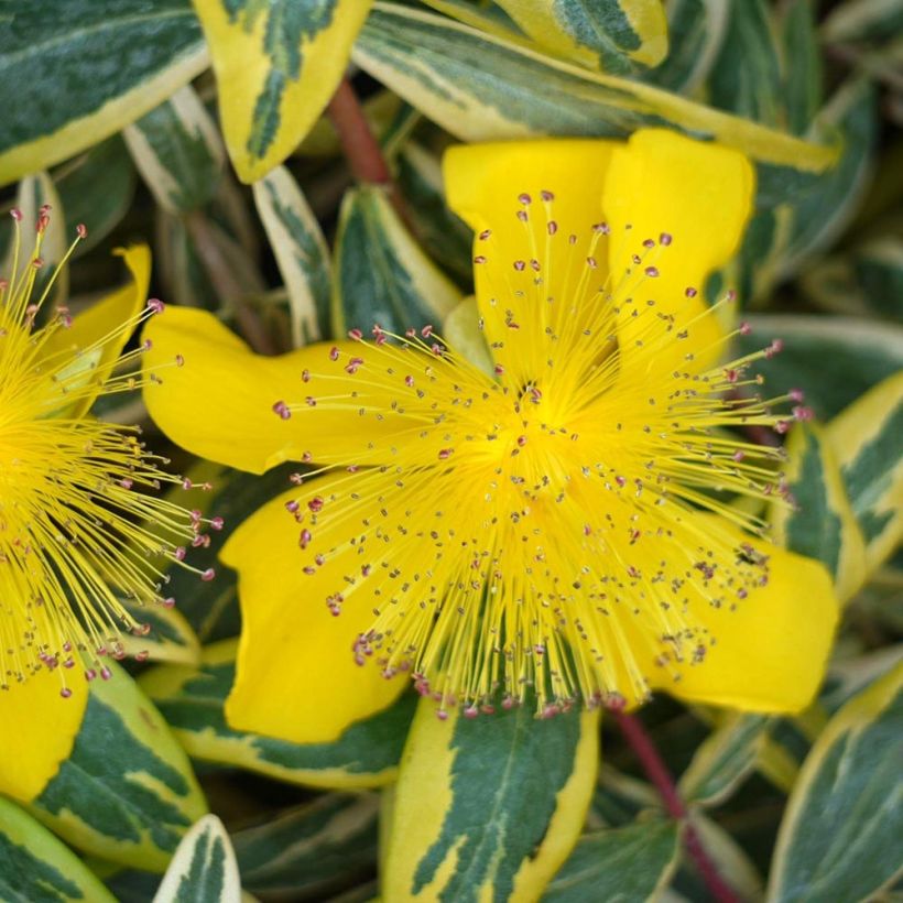 Millepertuis - Hypericum calycinum Carnival (Flowering)