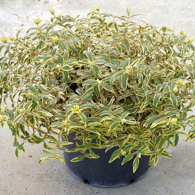 Millepertuis - Hypericum calycinum Carnival (Plant habit)