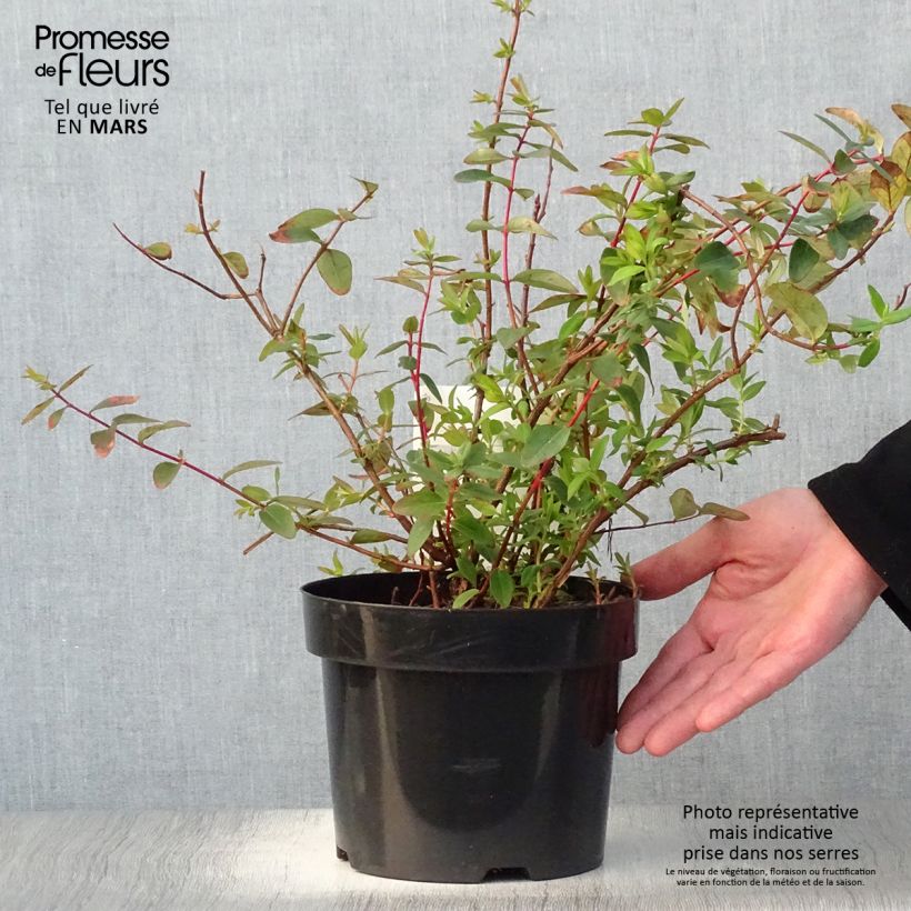 Example of Hypericum dummeri Peter Dummer - Millepertuis  Pot de 3L/4L as you get in printemps